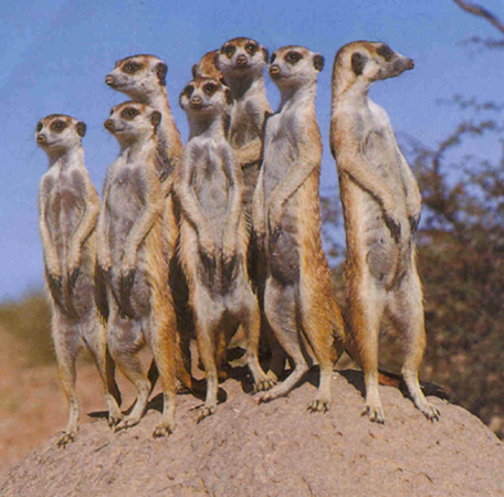 Meerkats